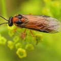 athalia rosae, viespea rapitei