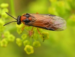 athalia rosae, viespea rapitei