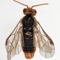 Hoplocampa_testudinea Viespea merelor