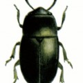 Meligethes_aeneus