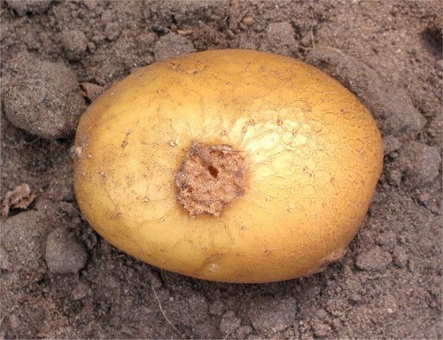 Streptomyces_scabies_cartof Streptomyces_scabies_cartof