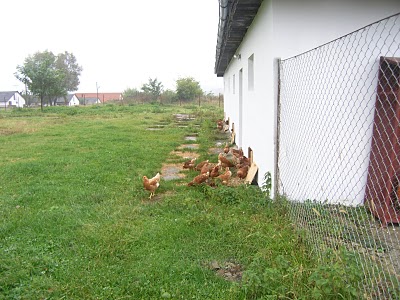 Bio Ferma SRL - Todiresti, Suceava