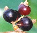 coacaz