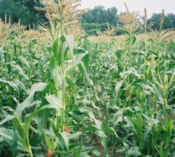 corn_field