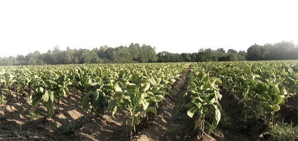 cultivarea-tutunului cultivarea-tutunului