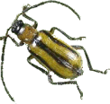 dabrotica1