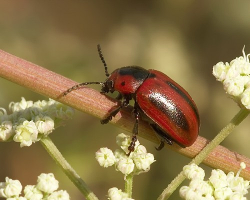 entomosceli-adonidis-gandacul-rosu-al-rapitei-macro Gandacul rosu al rapitei (entomoscelis adonidis)