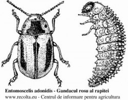 Entomoscelis adonidis - stadiile de adult si larva