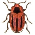 entomoscelis-adonidis-gandacul-rosu-al-rapitei