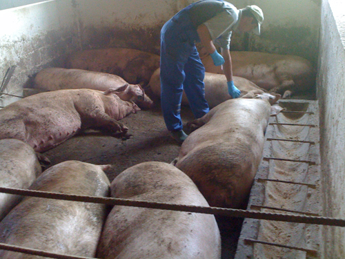 ferma-porci-pamnic ferma-porci-pamnic