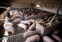 ferma-porcine