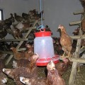 ferma-todiresti