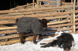 Gerul extrem a decimat efectivele de bovine din Mongolia