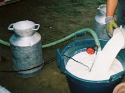PRODUCATORI - LAPTE