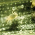 Larva de siteroptes graminum (acarianul cerealelor)