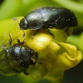 meligethes-aeneus-hranire-gandacul-lucios-al-rapitei Meligethes aeneus, gandacul lucios al rapitei