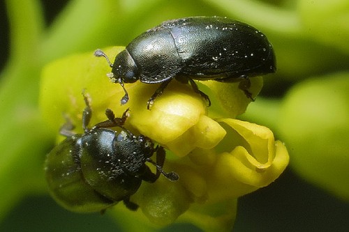 meligethes-aeneus-hranire-gandacul-lucios-al-rapitei Meligethes aeneus, gandacul lucios al rapitei