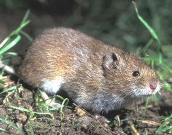 Microtus arvalis