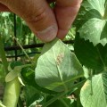 peronospora-mazare