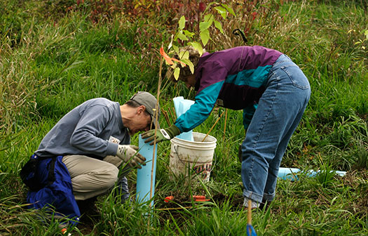 plantarea-pomilor-fructiferi-toamna plantarea-pomilor-fructiferi-toamna