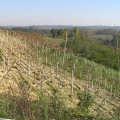 plantarea-vitei-de-vie