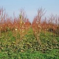 pomi-fructiferi-puiet