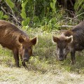 porci-mistreti