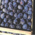 prune