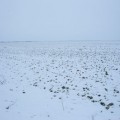 rapita-iarna-ger