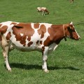 rase-de-vaci-simmental Vaca din rasa Simmental