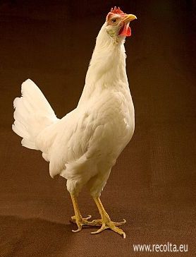 Rase de gaini: White leghorn