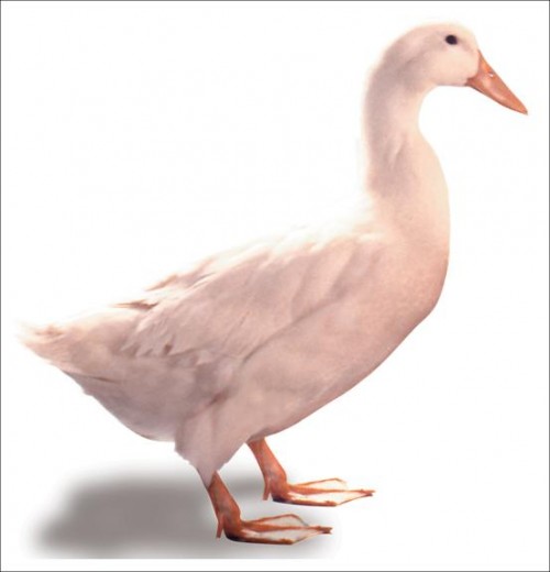 rata-pekin rata-pekin