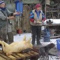 sacrificarea-porcului-traditional