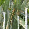 septoria-tritici-cultura