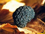 specii de trufe din Romania, afaceri cu trufe: Tuber uncinatum