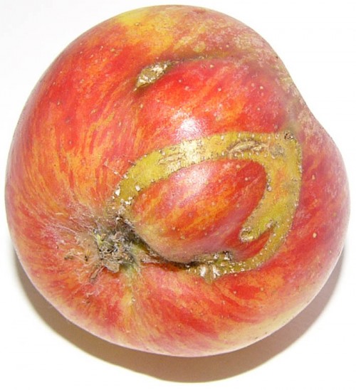 urme-specifice-la-atacul-de-viespea-merelor-hoplocampa Larvele de Hoplocampa lasa urme specifice pe fructele atacate