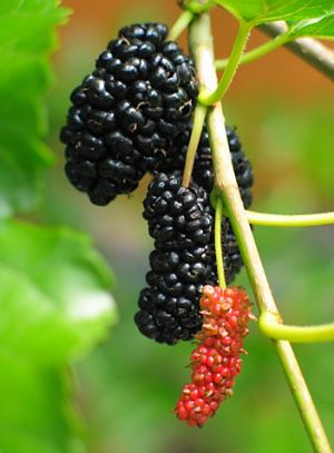 afacere-cultivarea-dudului