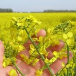 Până la 31 mai puteți depune cererea pentru sprijinul acordat pentru plata polițelor de asigurare