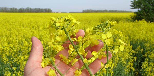 asigurari-culturi-agricole