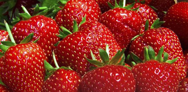 Imagini pentru Înființarea unei culturi de căpșun: 5 reguli de bază pentru a obține un maxim de producție