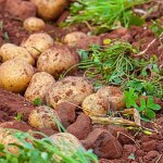 Motivul declinului suprafețelor cultivate cu cartofi în România