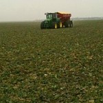 Fertilizarea fazială la cereale și rapiță