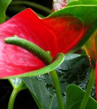 floare-anthurium-ghiveci-ingrijire-pret