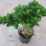 Îngrijire ficus GINSENG
