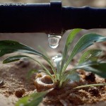 Ministrul Agriculturii va vizita Israelul în zilele următoare, pentru a „fura” meserie de la specialiștii în irigații
