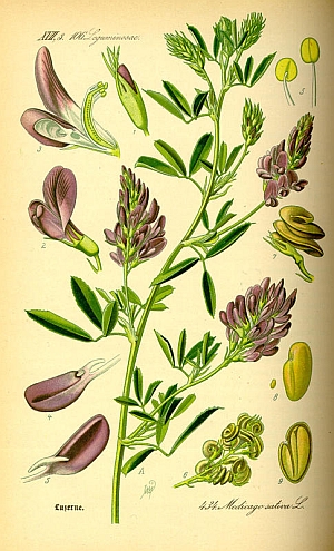 lucerna