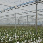 Dâmbovița: Seră modernă de trandafiri inaugurată săptămâna aceasta la Bucșani