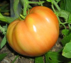 soiuri-romanesti-tomate-lescana