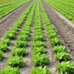 În 2014 va fi actualizat Registrul Statistic al Exploataţiilor Agricole