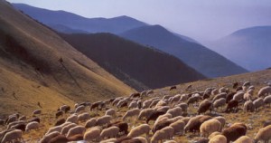 subventii-2013-ovine-si-caprine